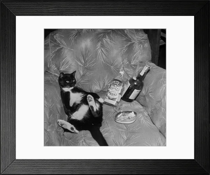 Framed Print : Cat with liquor Framed Print : Cat with liquor