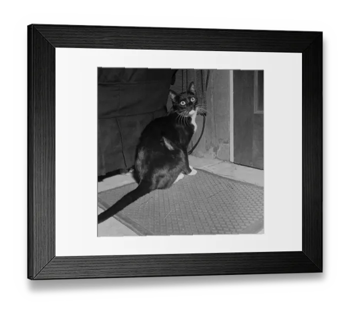Framed Print : Cat with liquor Framed Print : Cat with liquor