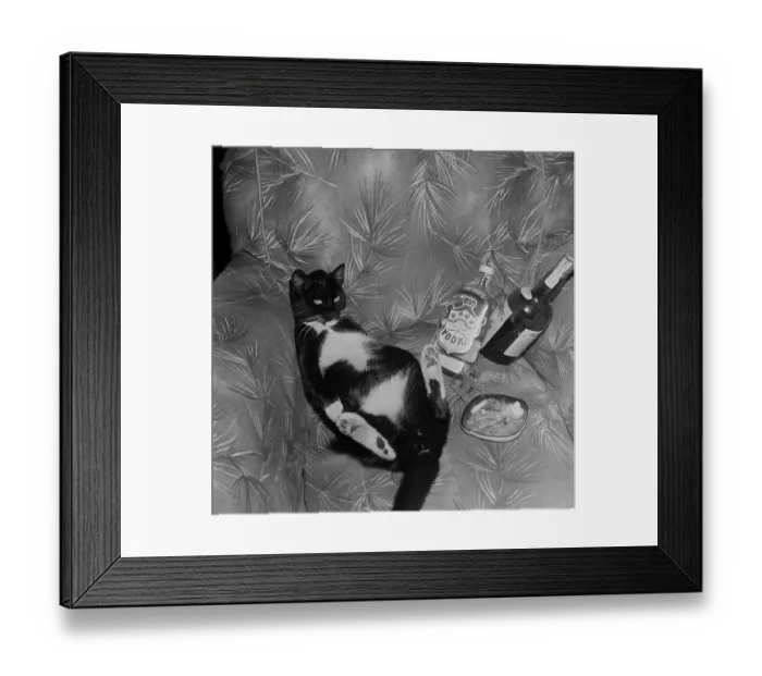 Framed Print : Cat with liquor Framed Print : Cat with liquor