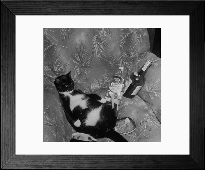 Framed Print : Cat with liquor Framed Print : Cat with liquor