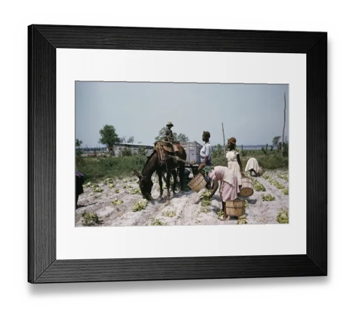 Framed Print : Recreation Of Life On A Pre Civil War Plantation Framed Print : Recreation Of Life On A Pre Civil War Plantation