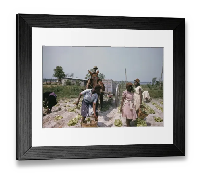 Framed Print : Recreation Of Life On A Pre Civil War Plantation Framed Print : Recreation Of Life On A Pre Civil War Plantation