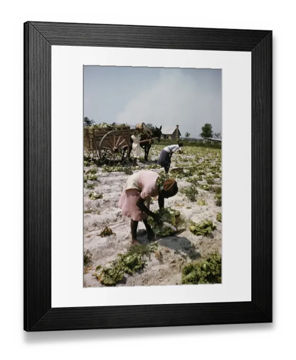 Framed Print : Recreation Of Life On A Pre Civil War Plantation Framed Print : Recreation Of Life On A Pre Civil War Plantation