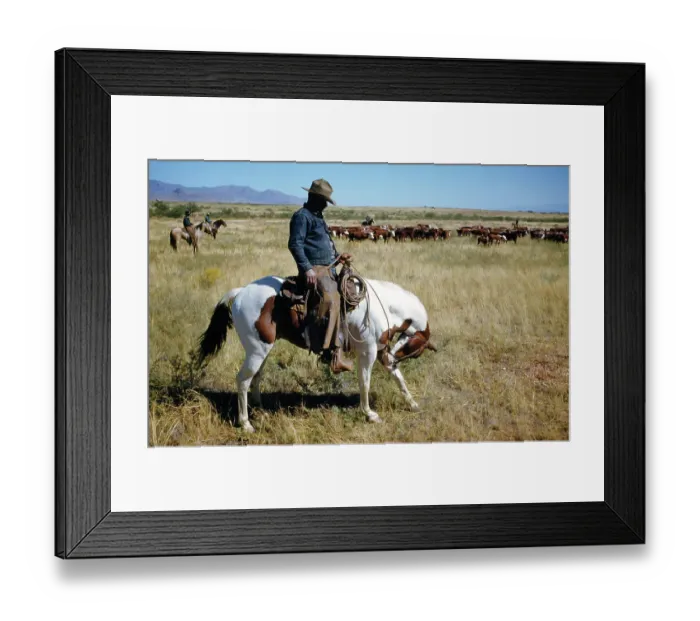 Framed Print : Cattle Ranching in Montana Framed Print : Cattle Ranching in Montana