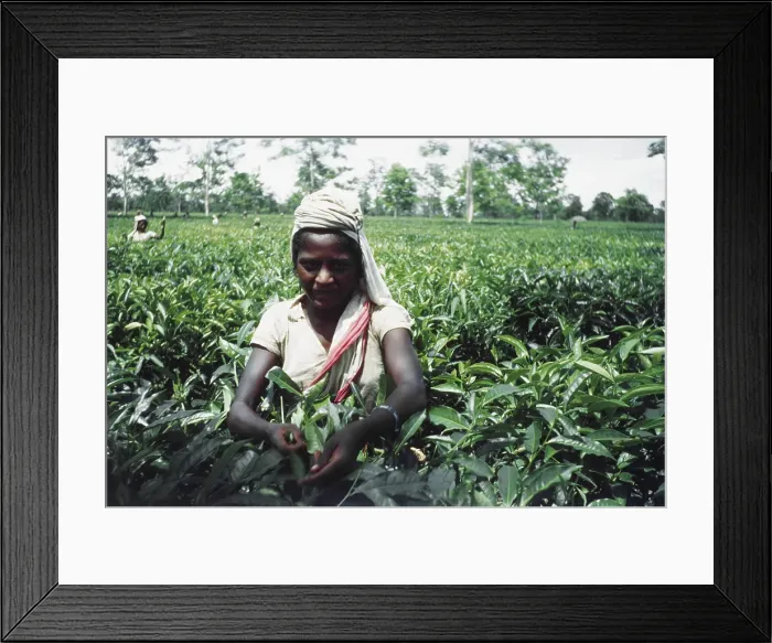 Framed Print : Tea Plantation Framed Print : Tea Plantation
