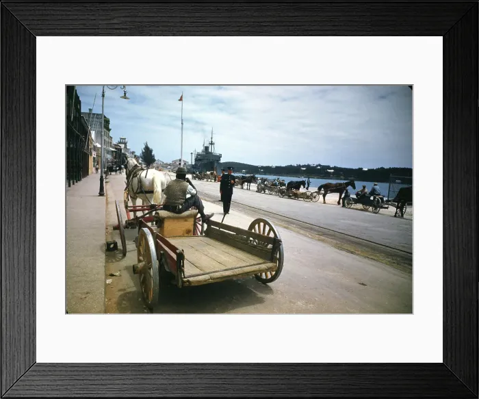 Framed Print : Bermuda. BERMUDA - CIRCA 1943: A view of a horses Framed Print : Bermuda. BERMUDA - CIRCA 1943: A view of a horses