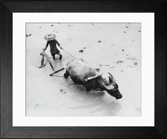 Framed Print : Water Buffalo Framed Print : Water Buffalo