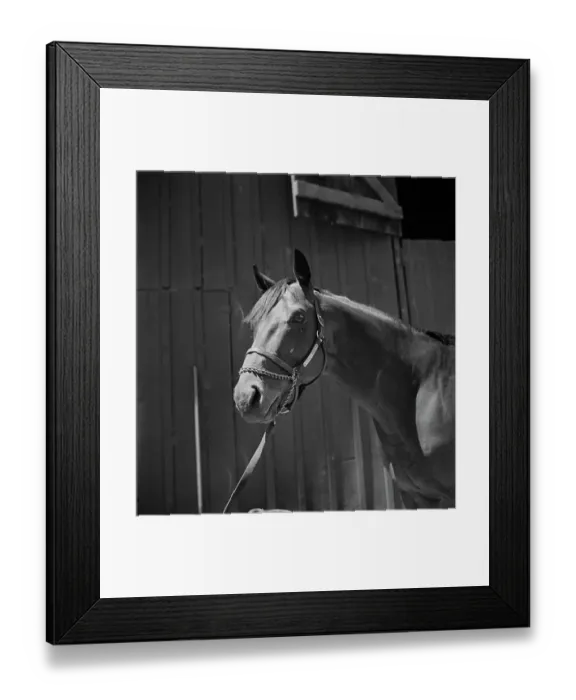 Framed Print : Seabiscuit Framed Print : Seabiscuit