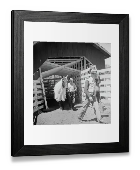 Framed Print : Seabiscuit Framed Print : Seabiscuit