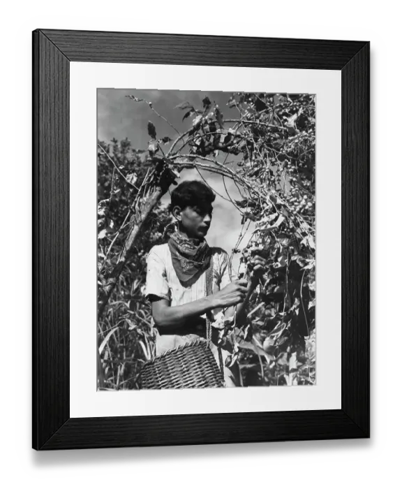 Framed Print : Yauco Coffee Framed Print : Yauco Coffee