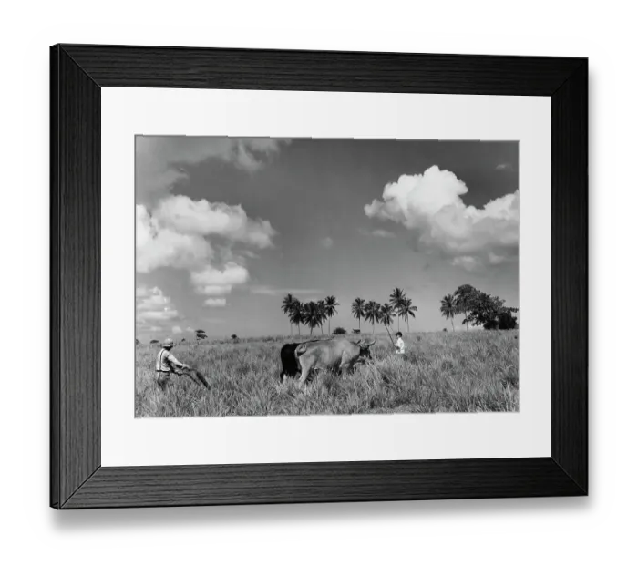 Framed Print : Arecibo Sugar Cane Framed Print : Arecibo Sugar Cane
