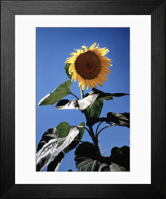Framed Print : Italian Sunflowers Framed Print : Italian Sunflowers