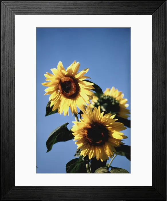 Framed Print : Italian Sunflowers Framed Print : Italian Sunflowers