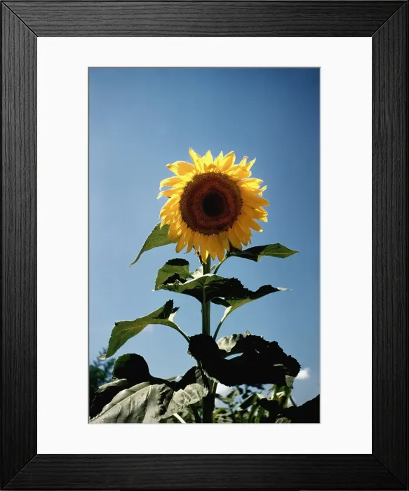 Framed Print : Italian Sunflowers Framed Print : Italian Sunflowers