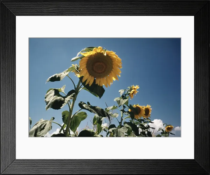 Framed Print : Italian Sunflowers