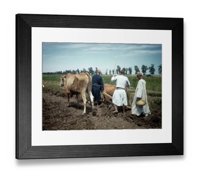 Framed Print : EGYPTIAN FARMERS Framed Print : EGYPTIAN FARMERS