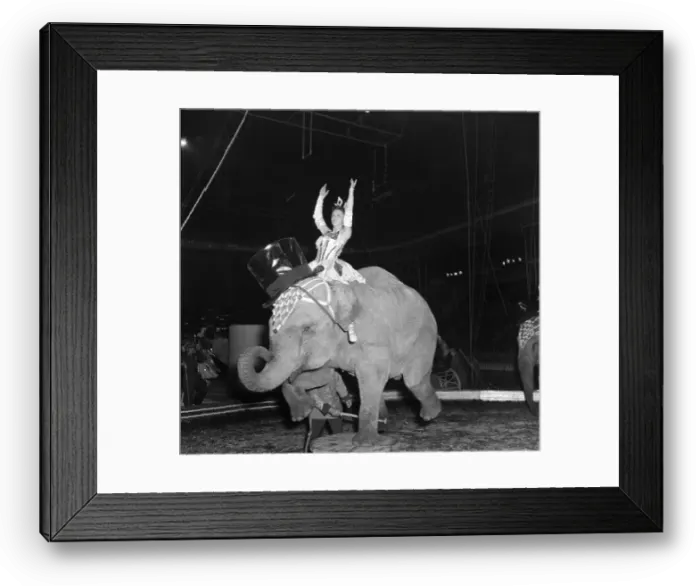 Framed Print : Ringling Bros. and Barnum & Bailey Circus Framed Print : Ringling Bros. and Barnum & Bailey Circus