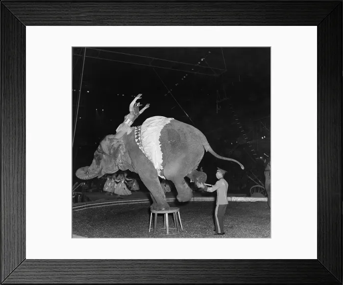 Framed Print : Ringling Bros. and Barnum & Bailey Circus Framed Print : Ringling Bros. and Barnum & Bailey Circus