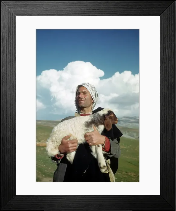 Framed Print : SHEEP HERDER IN BEIRUT Framed Print : SHEEP HERDER IN BEIRUT