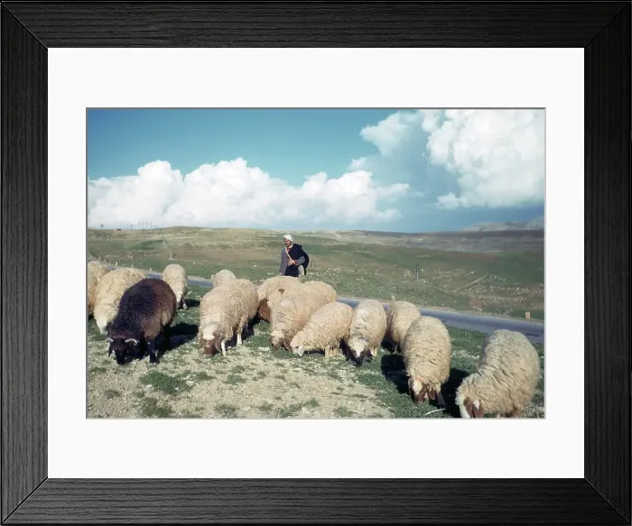 Framed Print : SHEEP HERDER IN BEIRUT