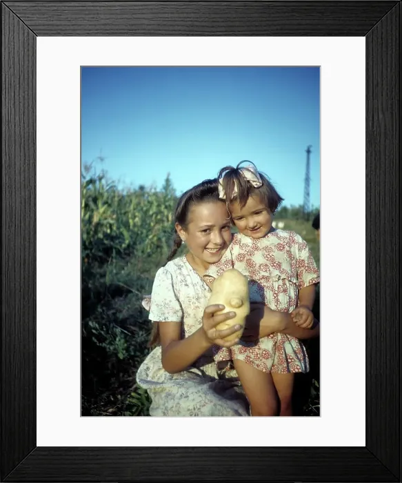 Framed Print : POTATO HARVEST IN PERUGIA, ITALY Framed Print : POTATO HARVEST IN PERUGIA, ITALY