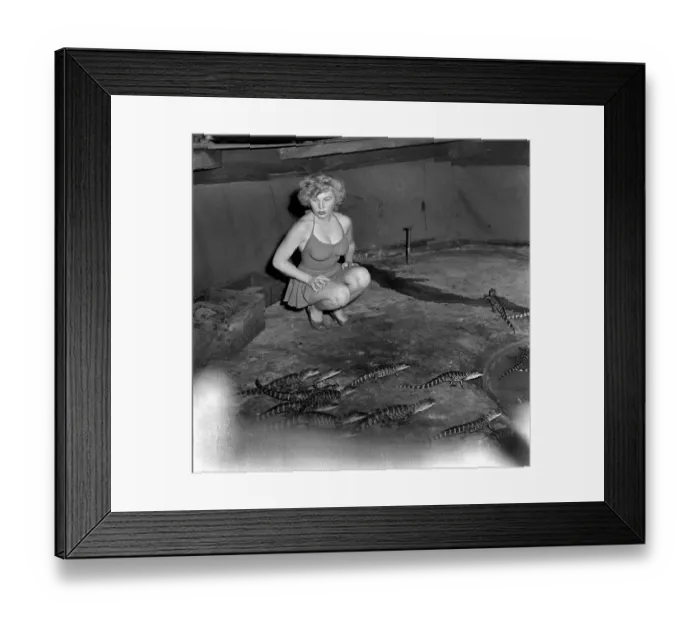 Framed Print : Los Angeles Alligator Farm