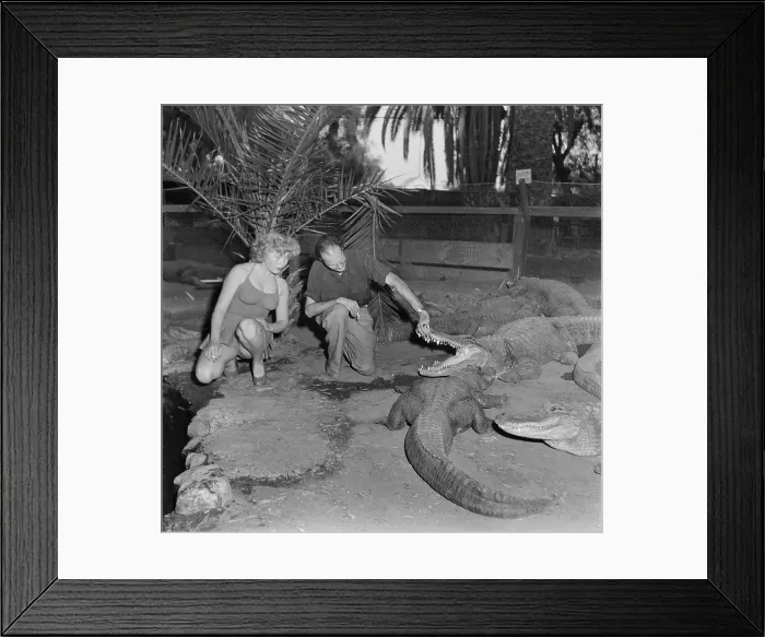Framed Print : Los Angeles Alligator Farm Framed Print : Los Angeles Alligator Farm
