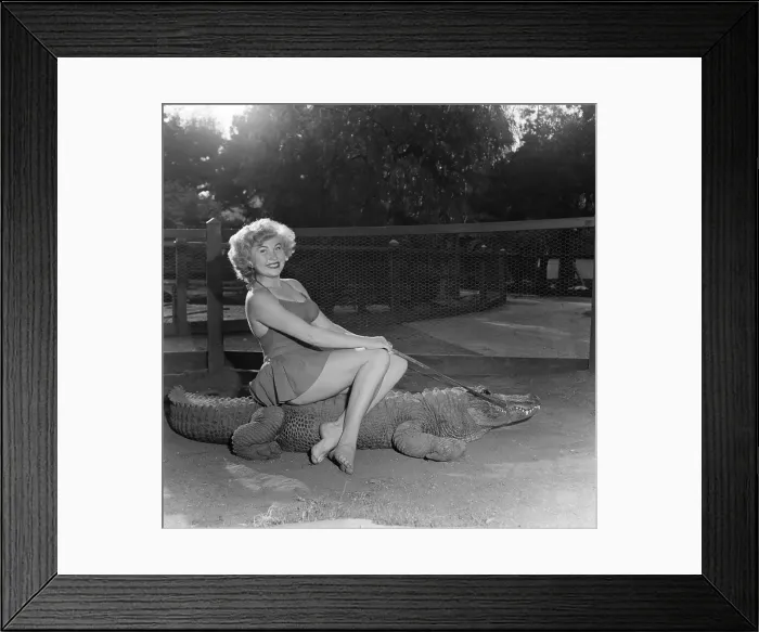 Framed Print : Los Angeles Alligator Farm Framed Print : Los Angeles Alligator Farm