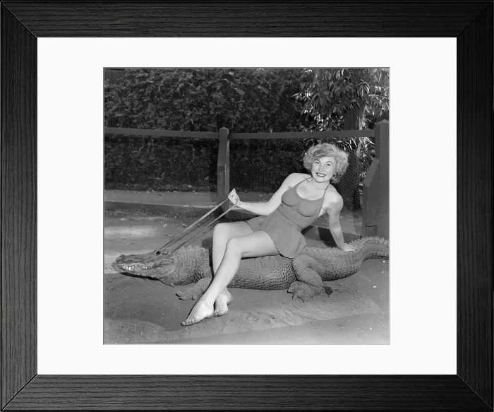 Framed Print : Los Angeles Alligator Farm Framed Print : Los Angeles Alligator Farm