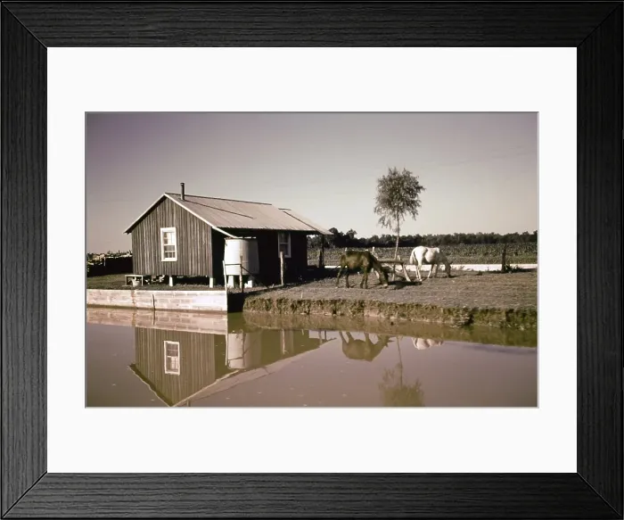 Framed Print : Life On The Bayou Framed Print : Life On The Bayou