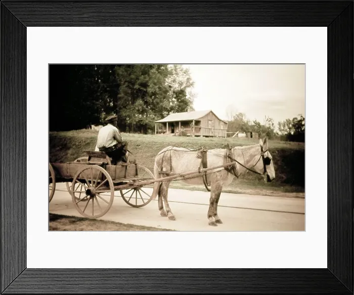 Framed Print : Life On The Bayou Framed Print : Life On The Bayou