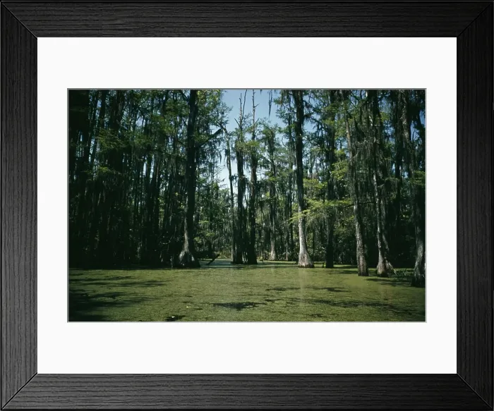 Framed Print : Life On The Bayou Framed Print : Life On The Bayou
