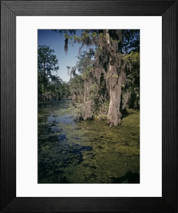 Framed Print : Life On The Bayou Framed Print : Life On The Bayou