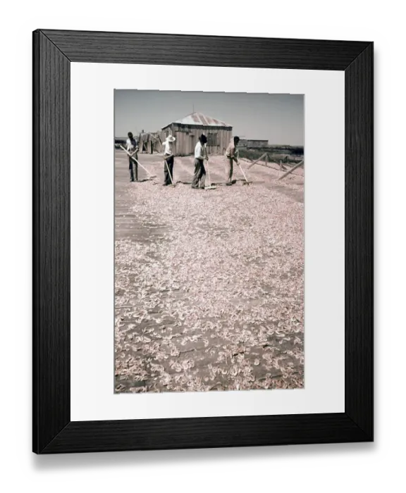 Framed Print : Life On The Bayou