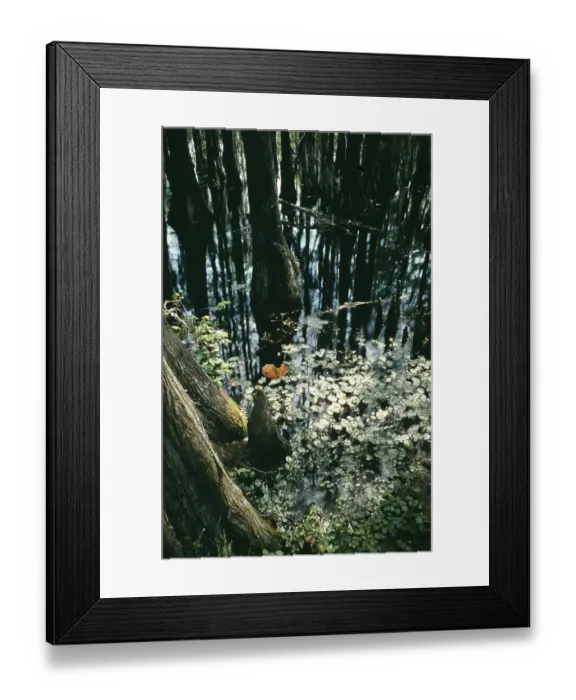 Framed Print : Life On The Bayou Framed Print : Life On The Bayou