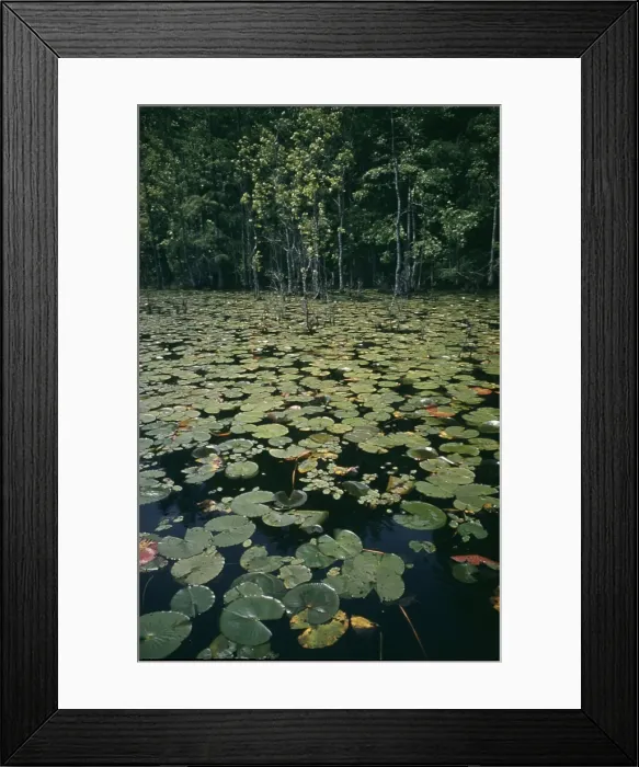 Framed Print : Life On The Bayou Framed Print : Life On The Bayou