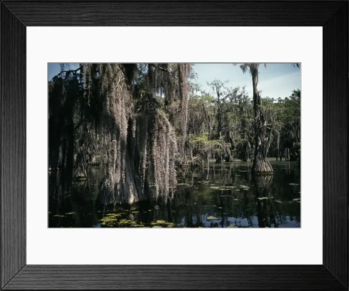 Framed Print : Life On The Bayou Framed Print : Life On The Bayou