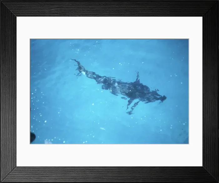 Framed Print : Deep Sea Fishing, Cat Cay Island, Bahamas Framed Print : Deep Sea Fishing, Cat Cay Island, Bahamas