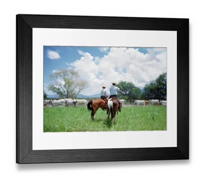 Framed Print : Brahman Cattle Ranch in Texas Framed Print : Brahman Cattle Ranch in Texas