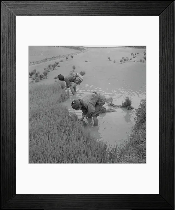 Framed Print : Paddy Field Framed Print : Paddy Field