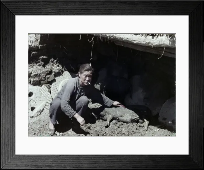 Framed Print : Hog Farm. A peasant with one of his hogs at a farm in China, circa 1950 Framed Print : Hog Farm. A peasant with one of his hogs at a farm in China, circa 1950