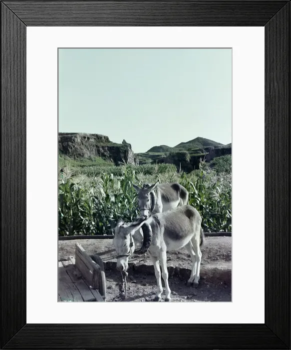 Framed Print : Chinese Corn Framed Print : Chinese Corn