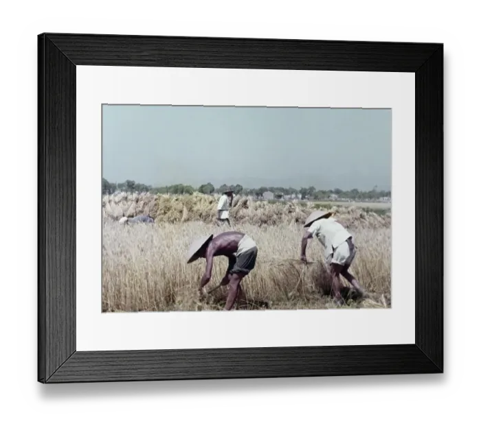 Framed Print : Rice Harvest Framed Print : Rice Harvest