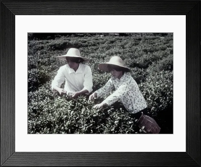 Framed Print : Tea Farm. Farmer workers picking tea at a plantation in Chekiang Framed Print : Tea Farm. Farmer workers picking tea at a plantation in Chekiang