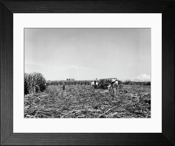 Framed Print : Sugar From Puerto Rico Framed Print : Sugar From Puerto Rico