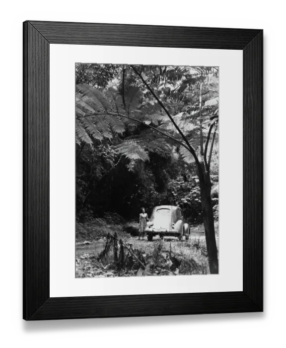 Framed Print : Puerto Rico Rainforest Framed Print : Puerto Rico Rainforest