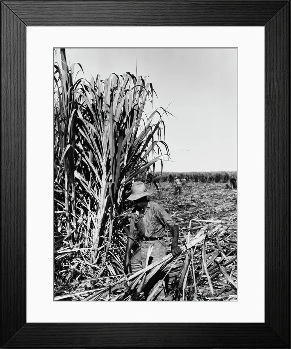 Framed Print : Sugar From Puerto Rico Framed Print : Sugar From Puerto Rico