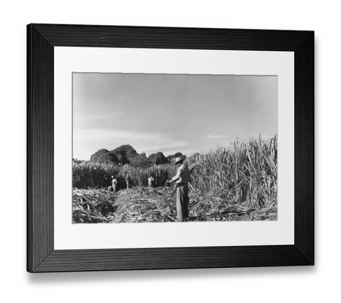 Framed Print : Sugar From Puerto Rico Framed Print : Sugar From Puerto Rico