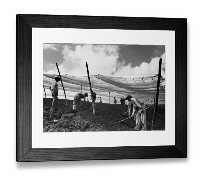 Framed Print : Tobacco In Puerto Rico Framed Print : Tobacco In Puerto Rico
