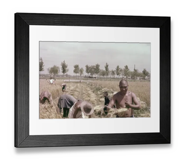 Framed Print : Chinese Harvest Framed Print : Chinese Harvest